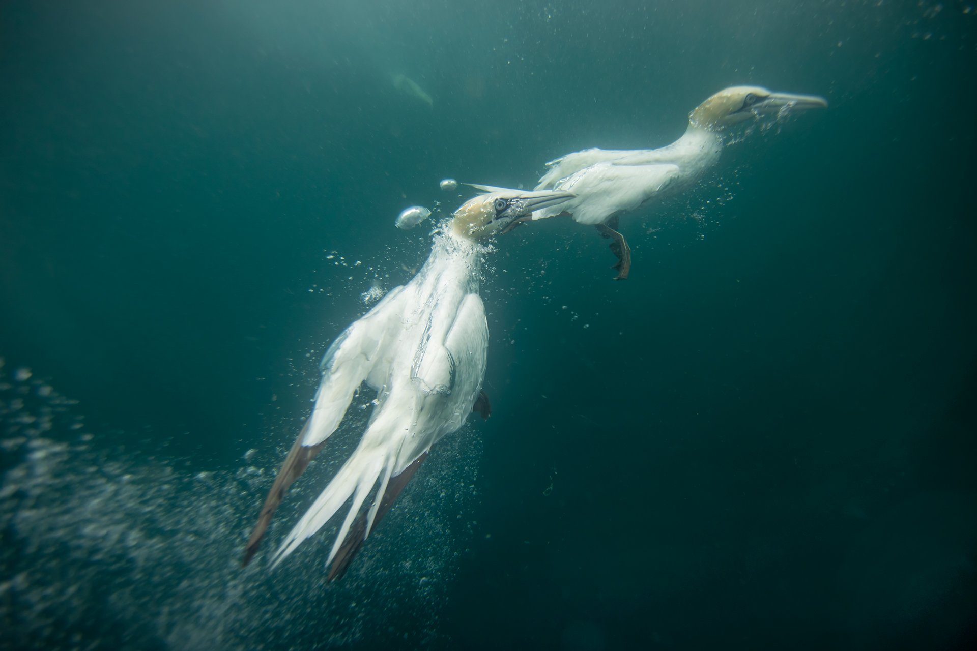 Northern gannets underwater